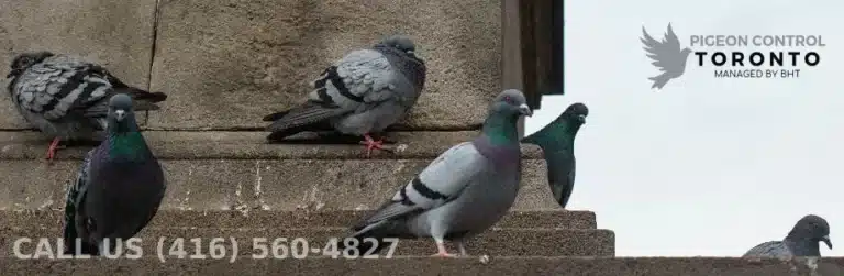 pigeons in park