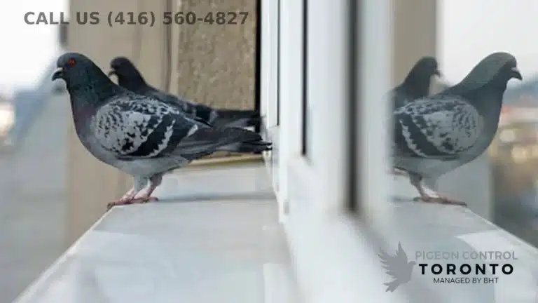 pigeon in residential window