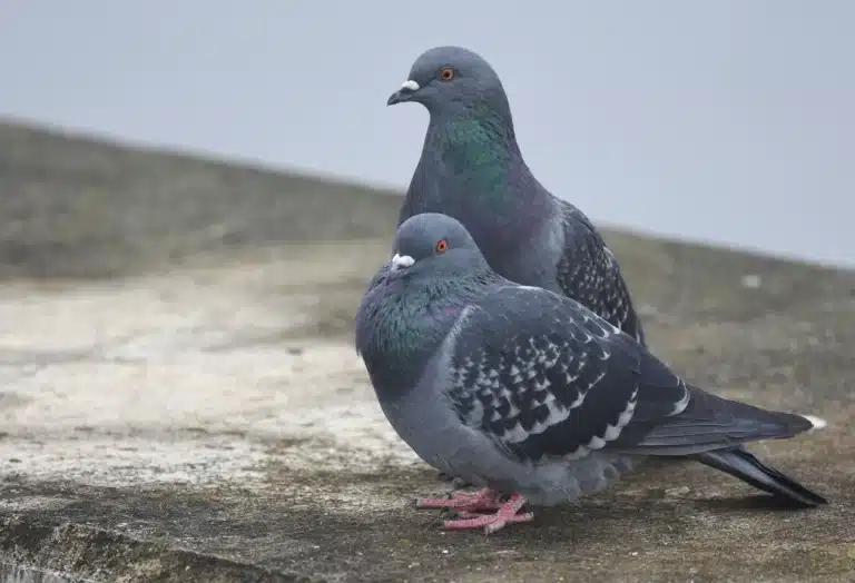 pigeon control toronto