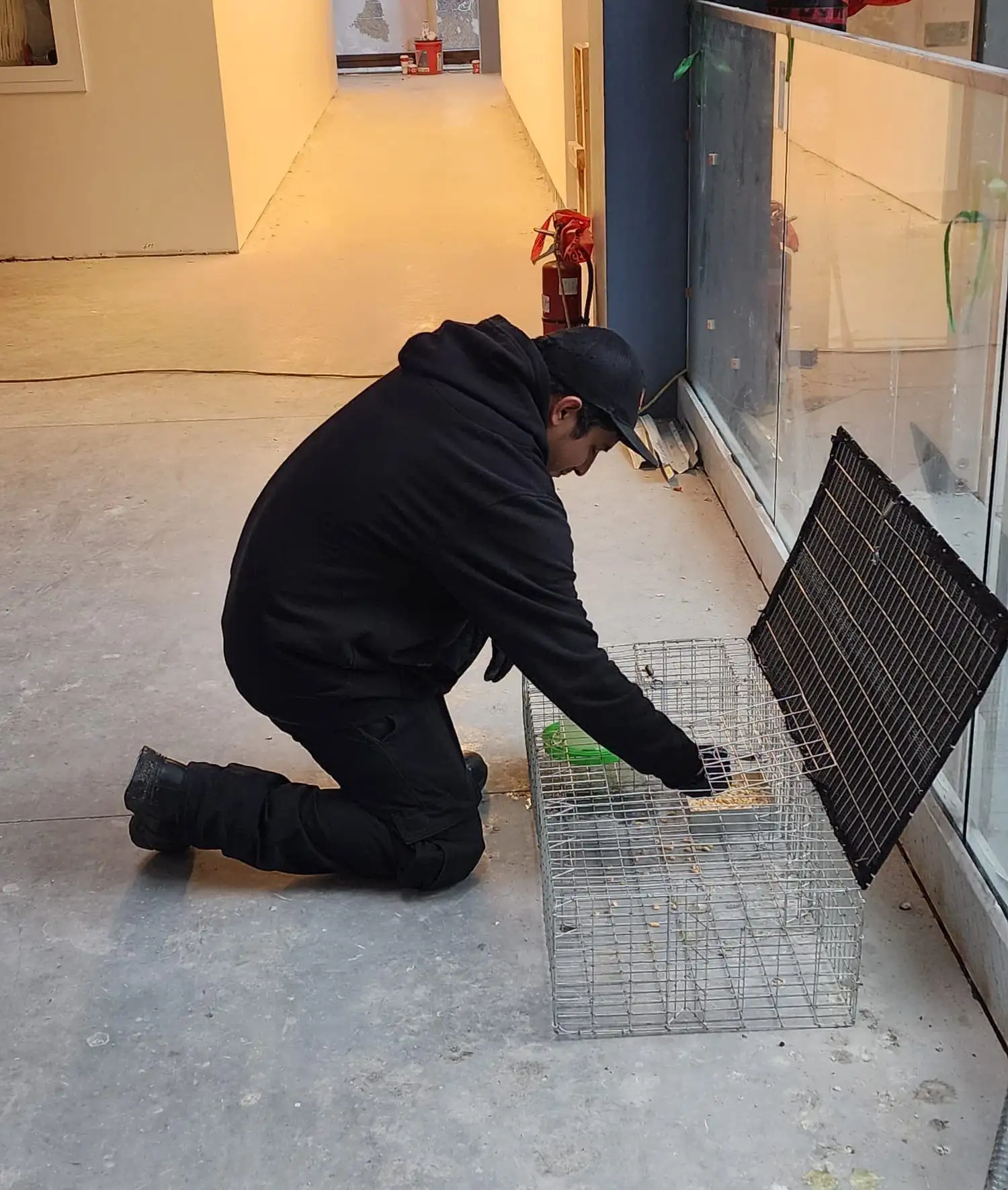 pigeon control