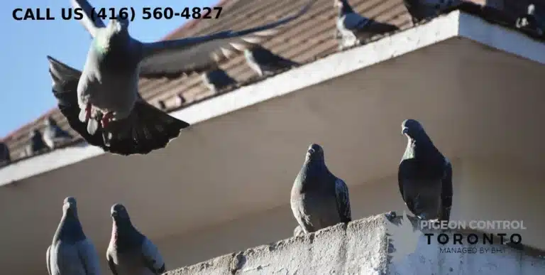 scare away pigeons from balcony