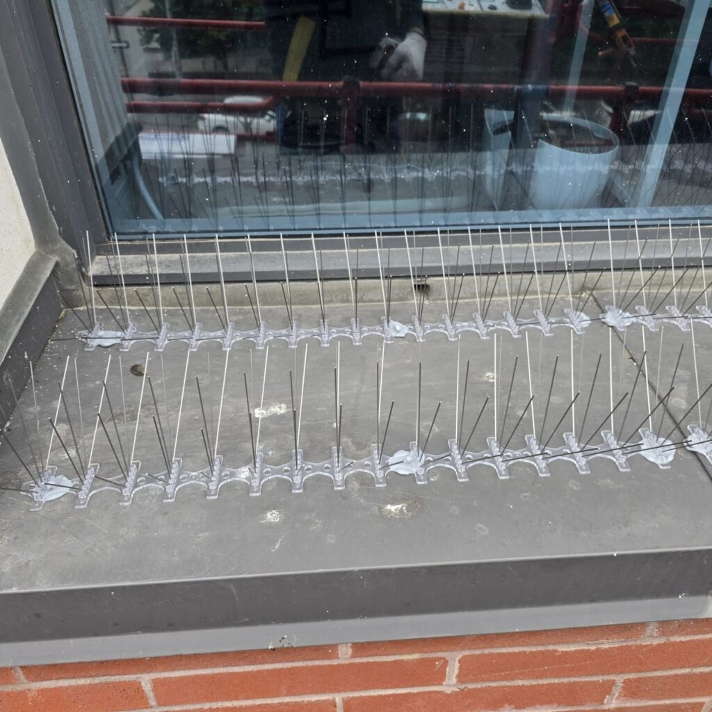 pigeon-spikes-installation-Toronto