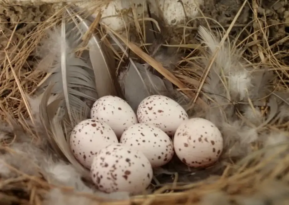 Bird Eggs