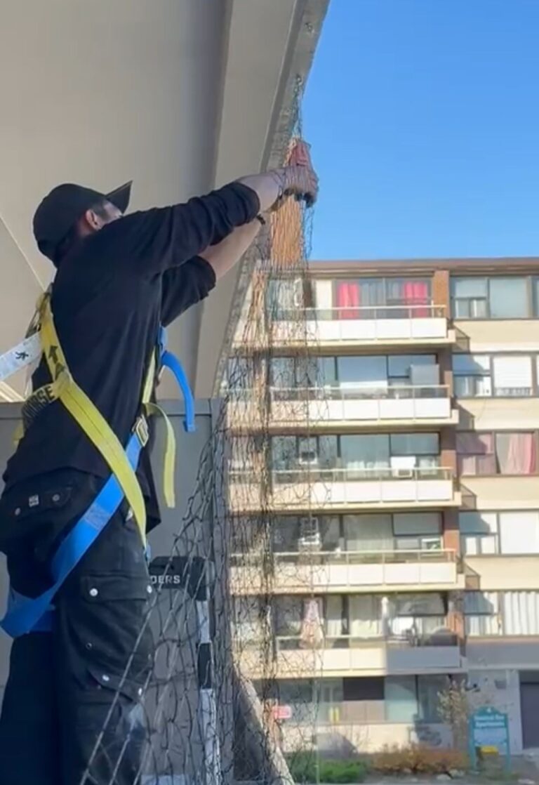 pigeon control pickering