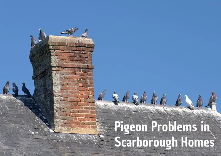 Pigeon Problems in Scarborough Homes: