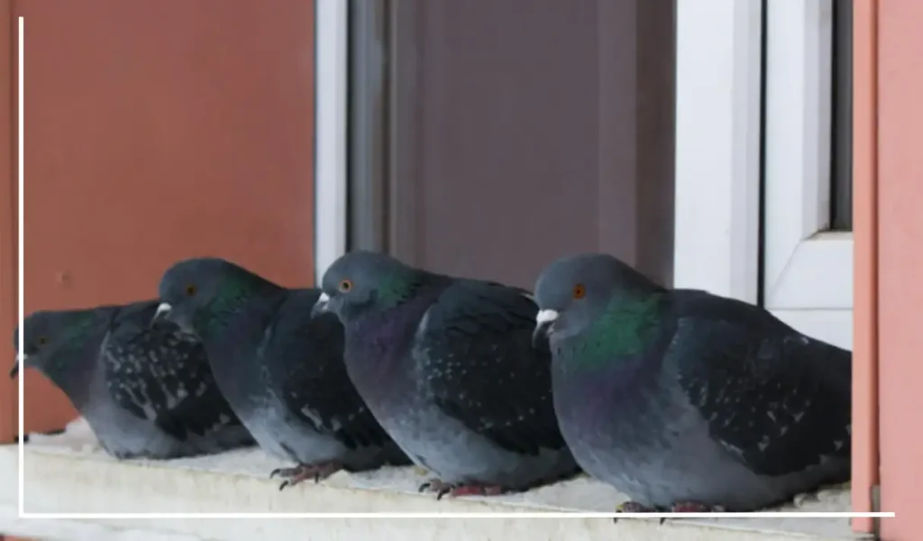 The Science of Why Pigeons Return