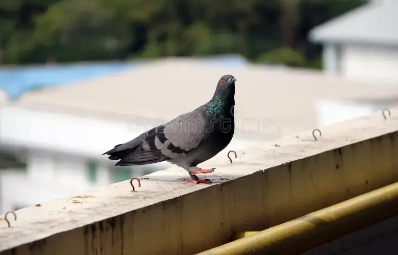 balcony pigeon