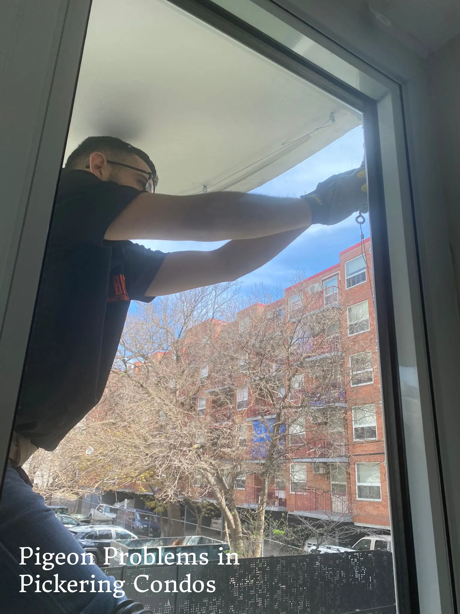 bird-control-service-frenchmans-bay-pickering