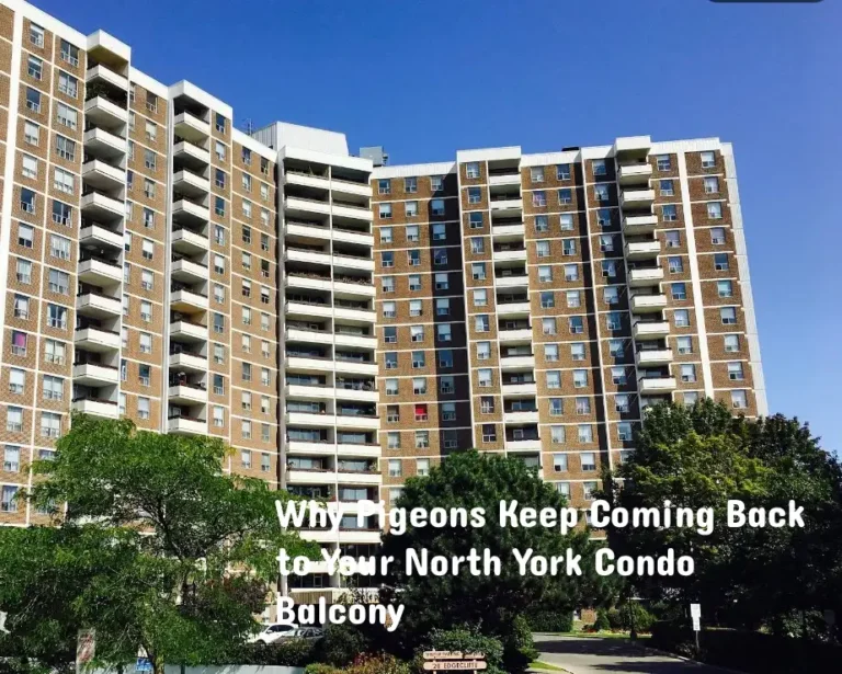 condo-north-york