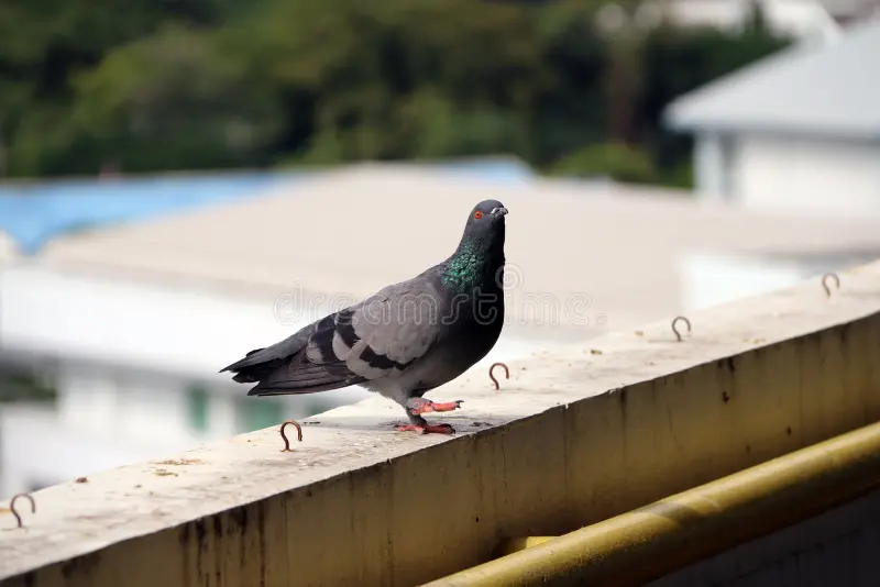 pigeon