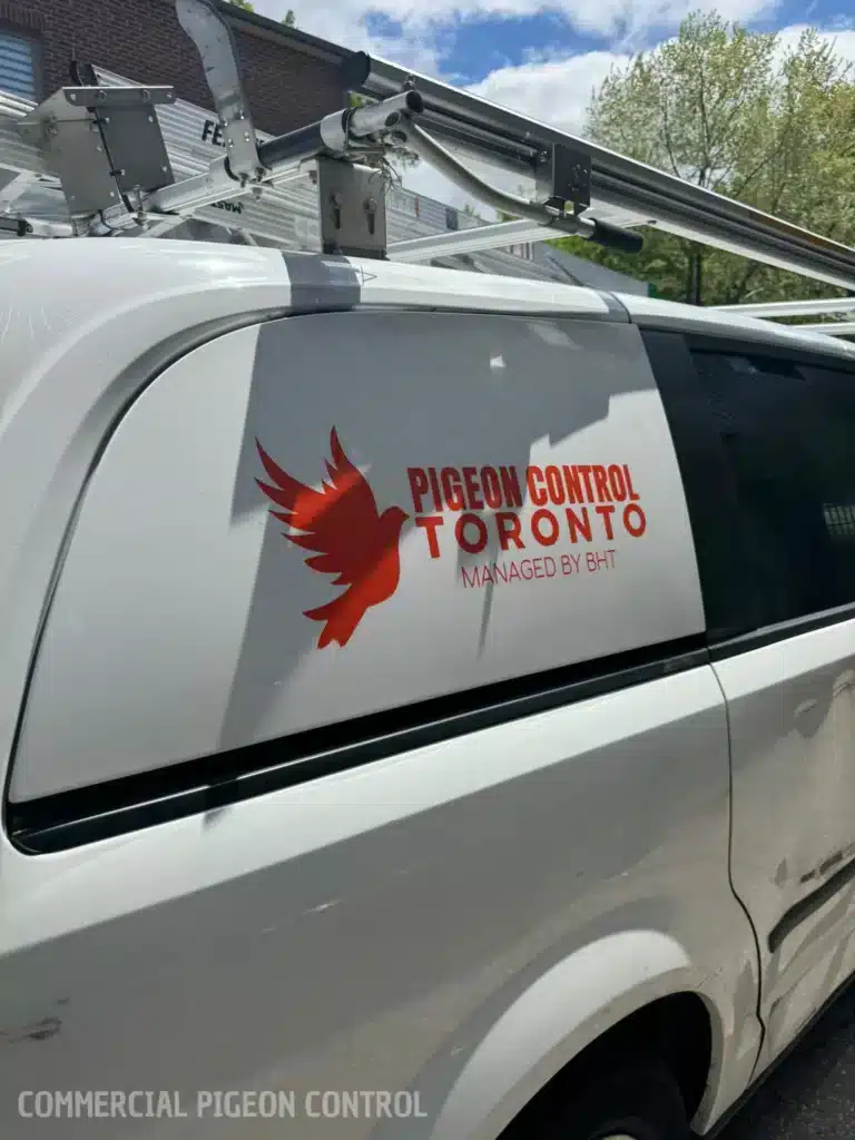 commercial-pigeon-control-toronto