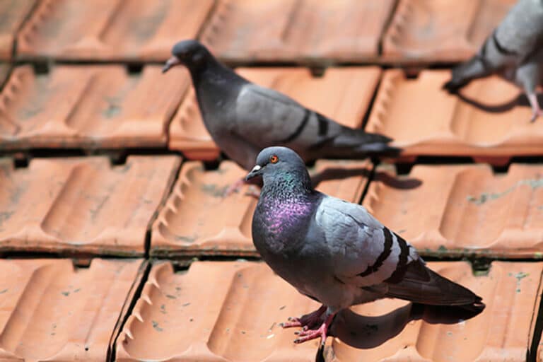 pigeon control