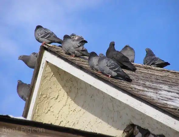 Roof pigeon