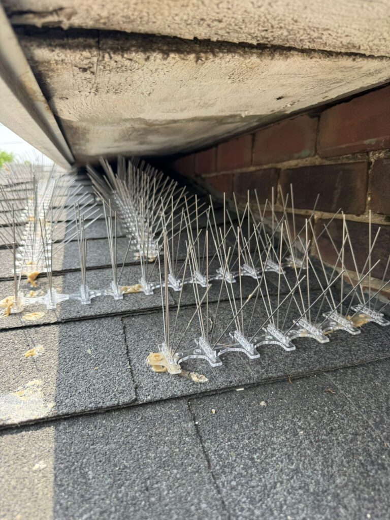 Bird Spikes Legal in Ontario