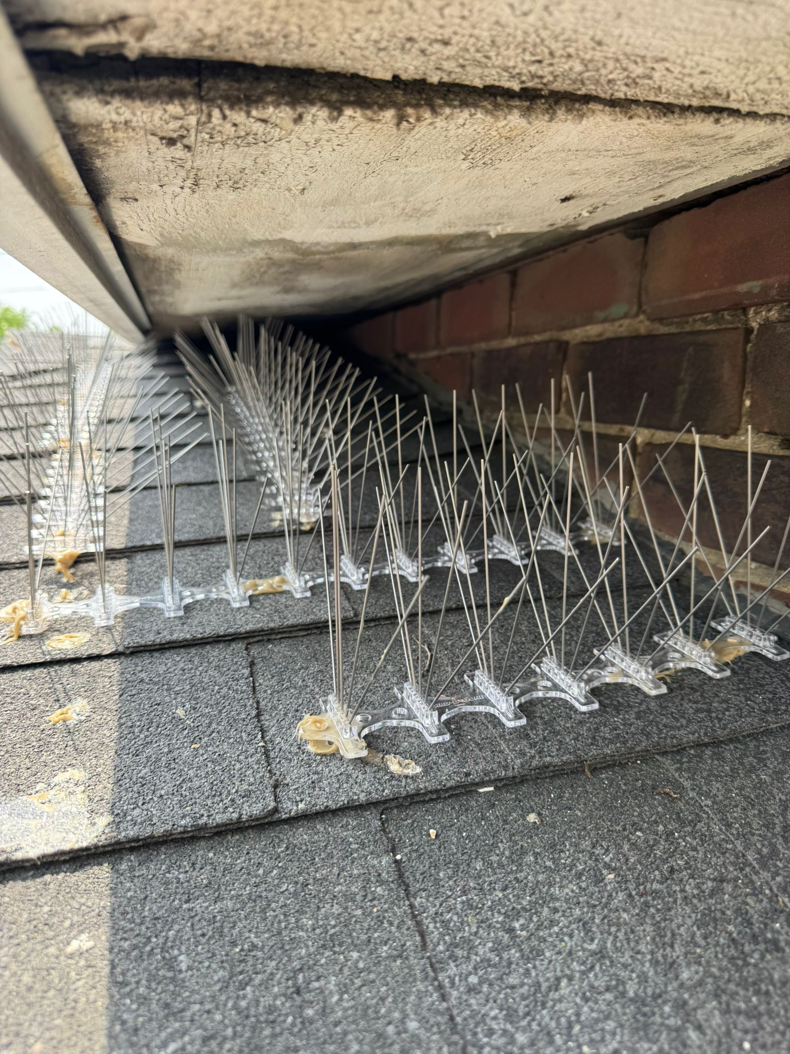 Bird Spikes Legal in Ontario