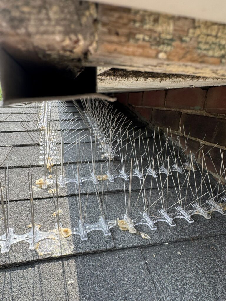 Pigeon deterrent system 74 Marlow Avenue