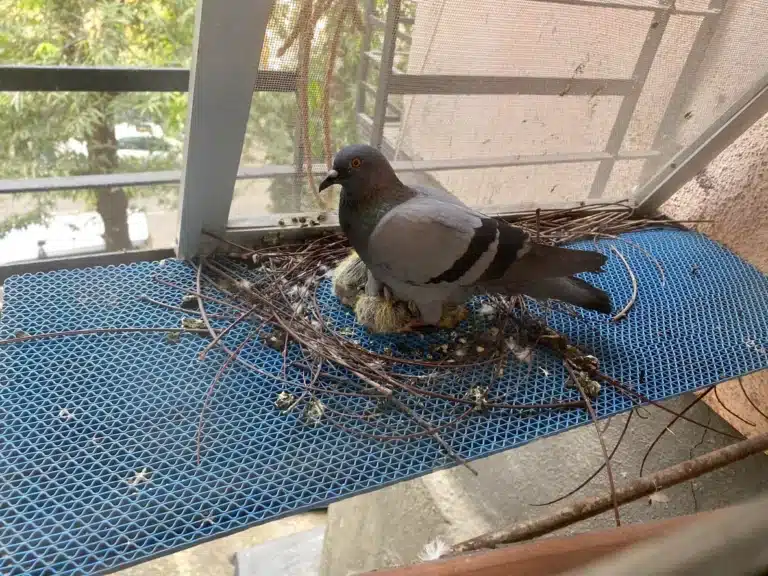 pigeon-nets-removal-toronto
