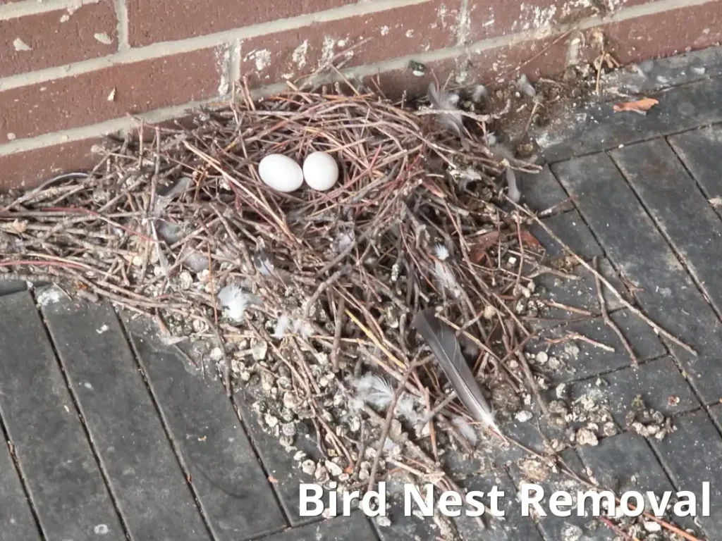 Bird Nest Removal