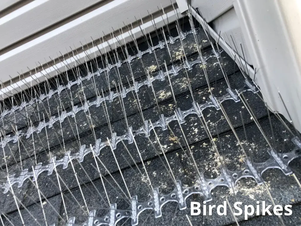 bird spikes