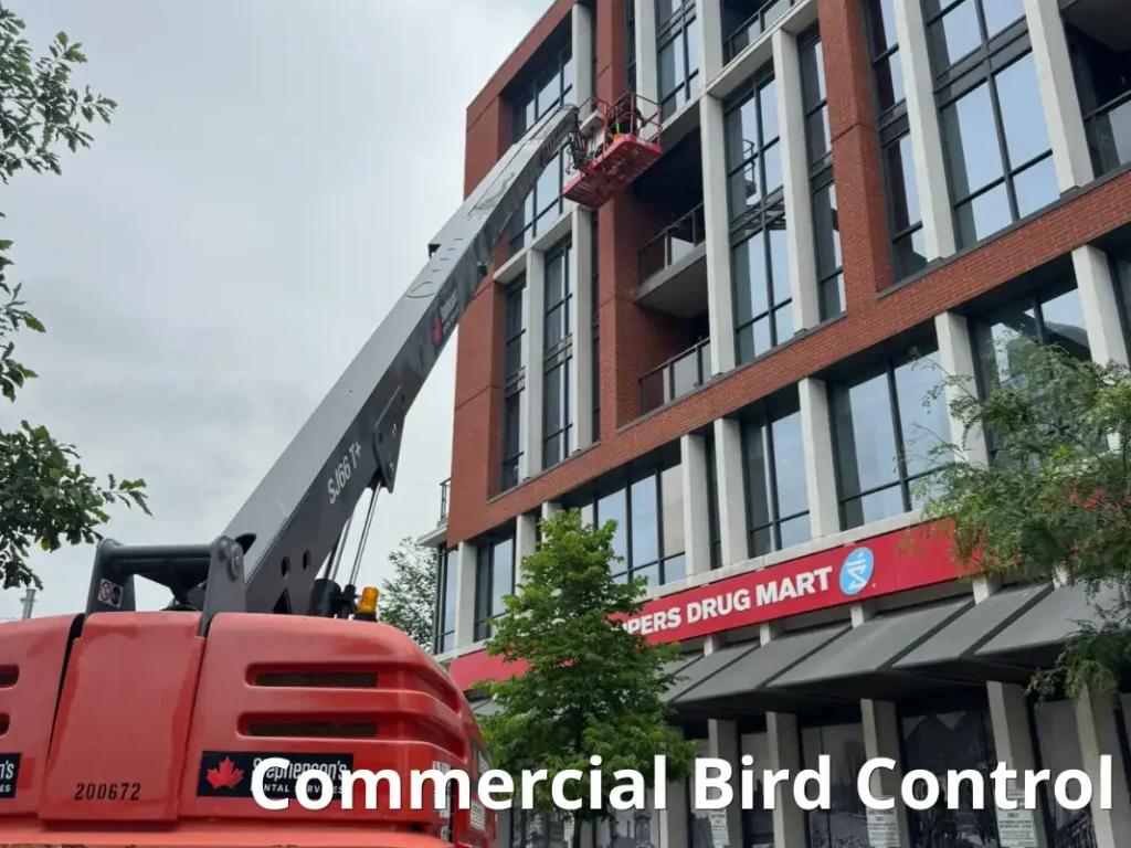 Commercial Bird Control