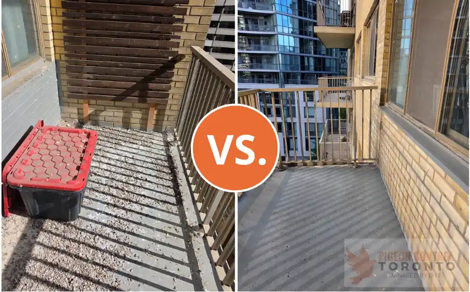 pigeon balcony cleaning