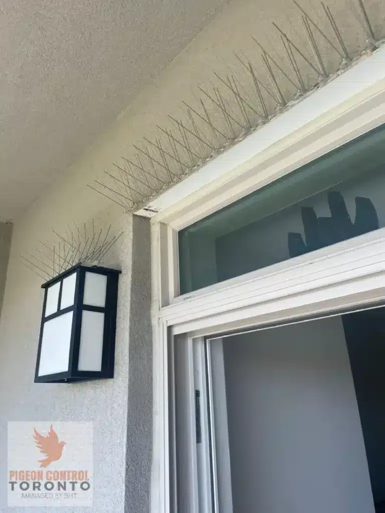 balcony-spikes-81-wellesley-st-e-toronto