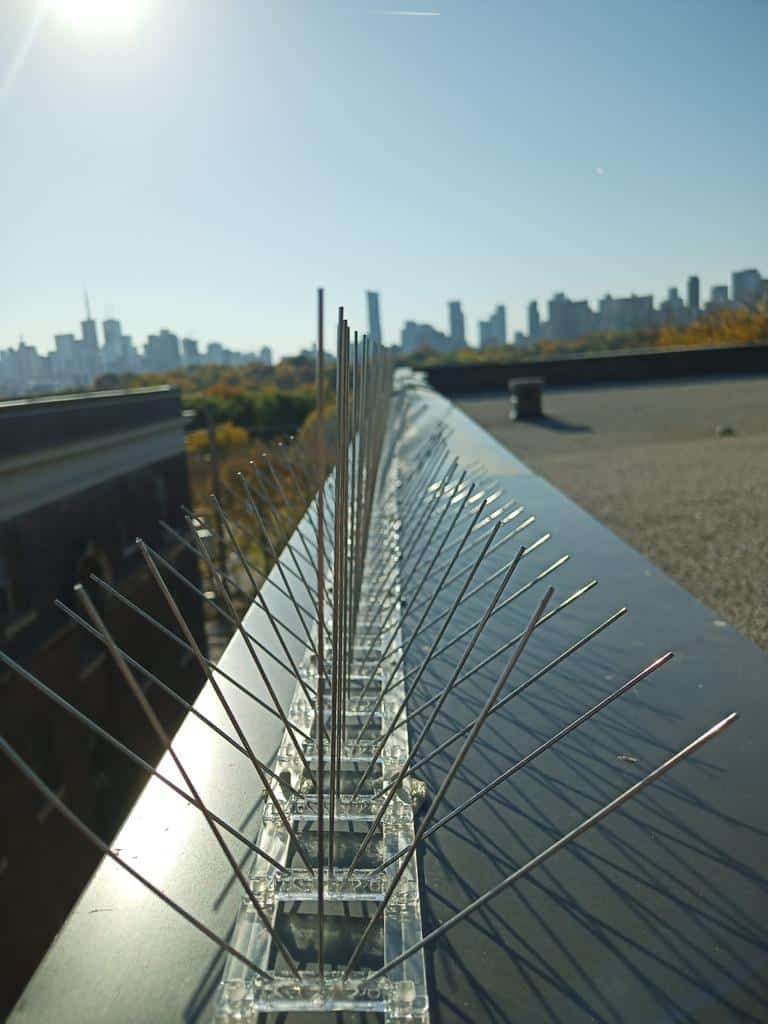 pigeon spikes toronto